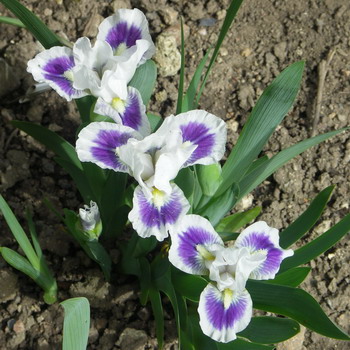 Zavt okno