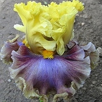 Zavt okno