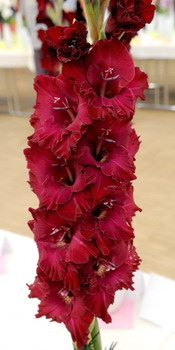 Zavt okno
