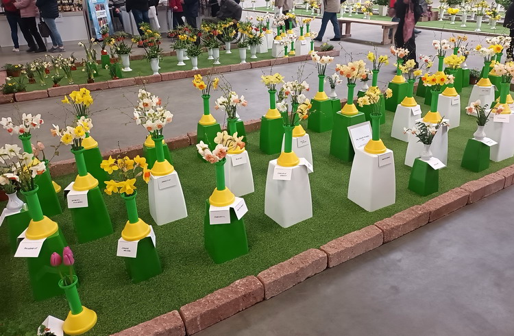 Pohled na část mé expozice gladiolů na výstavě Rapotín 2017