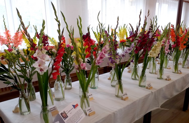 Pohled na část mé expozice gladiolů na výstavě Rapotín 2017