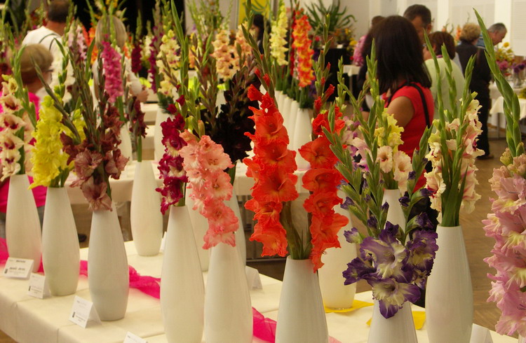 Pohled na část mé expozice gladiolů na výstavě Rapotín 2017